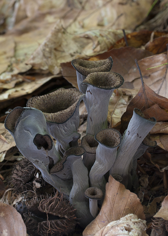 Craterellus cornucopioides